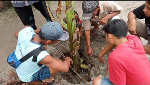 Lobang Lebar dan Dalam Dekat Balai Desa Tak Kunjung Diperbaiki, Warga Tanam Pohon Pisang Di Desa Aras