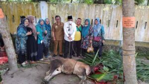 Wujud Syukur di Idul Adha, Disdik Batu Bara Sembelih 16 Ekor Hewan Qurban Steril PMK