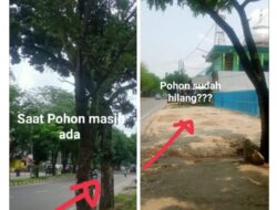 Ada Apa ini?, Antonius : Ada Ilegallogging di Perkotaan