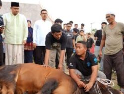 Bobby Nasution dan Keluarga Kurban 2 Sapi di Rumah Kolaborasi