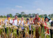 Wali Kota Medan dan Mentan Panen 8 Ton Jagung