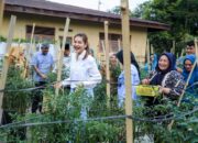 Kahiyang Ayu Bersama Kelompok Tani Panen Cabai