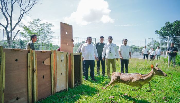 15 Rusa Totol dari Istana Bogor Hiasi Taman Cadika, Jadi Magnet Baru Wisata Medan