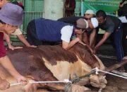 Sapi Limosin 1 Ton Kurban Prabowo Disembelih di Medan, Al Washliyah Pegang Amanah Khusus