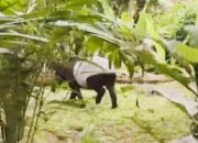 Tapir dan Harimau Sumatra Muncul Dekat Permukiman Warga Labura, Kerusakan Habitat Disorot