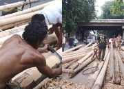 Pesanan Panjat Pinang Masih Sepi, Penjual Baru Lepas 45 Batang hingga 10 Agustus