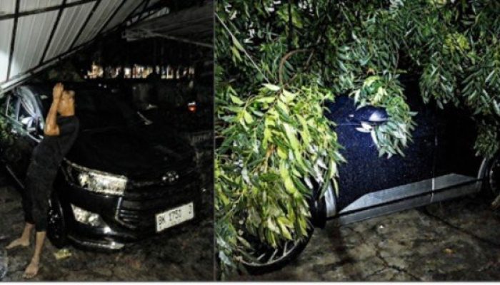 Dua Mobil Dinas Ketua DPRD Medan Tertimpa Pohon, Surat Pemangkasan Disebut Belum Ditindaklanjuti