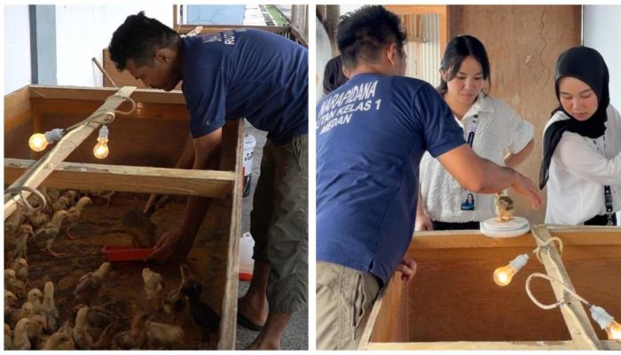 Dari Lahan Branggang ke 200 Ayam Kampung, Rutan Medan Latih Warga Binaan Jadi Mandiri